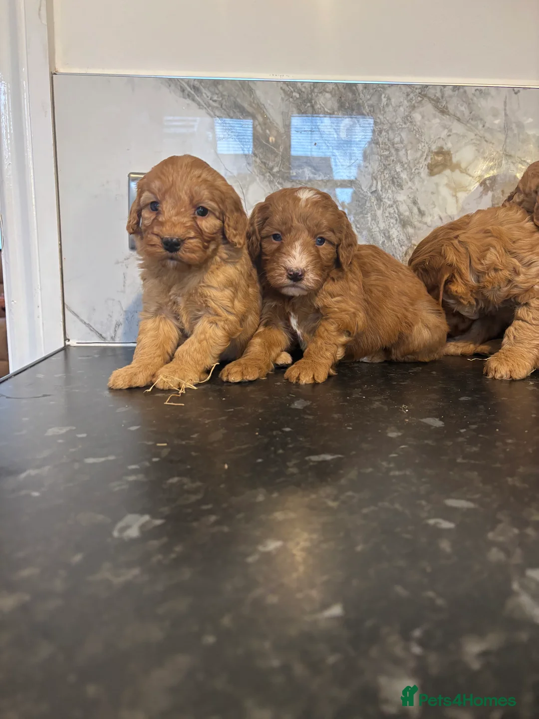 Maltipoo dogs for sale: Teddy bear maltipoo puppies (toy poodle) - Advert 8