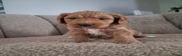 Australian Labradoodle dogs for sale: Miniature Australian labradoodles - Advert 8