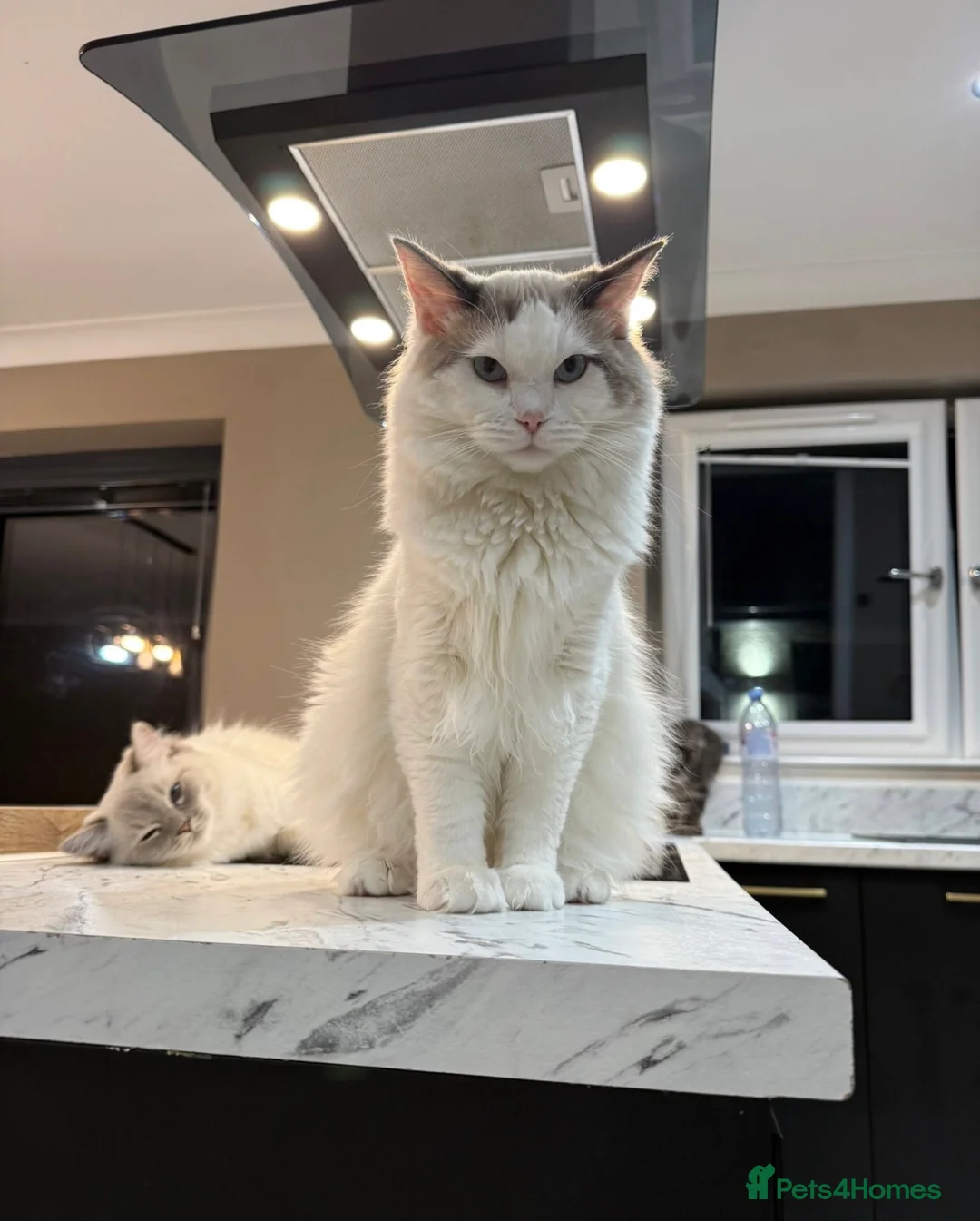 Ragdoll cats for sale: 🌟 Beautiful Pedigree Cats Looking for Loving Home - Advert 15