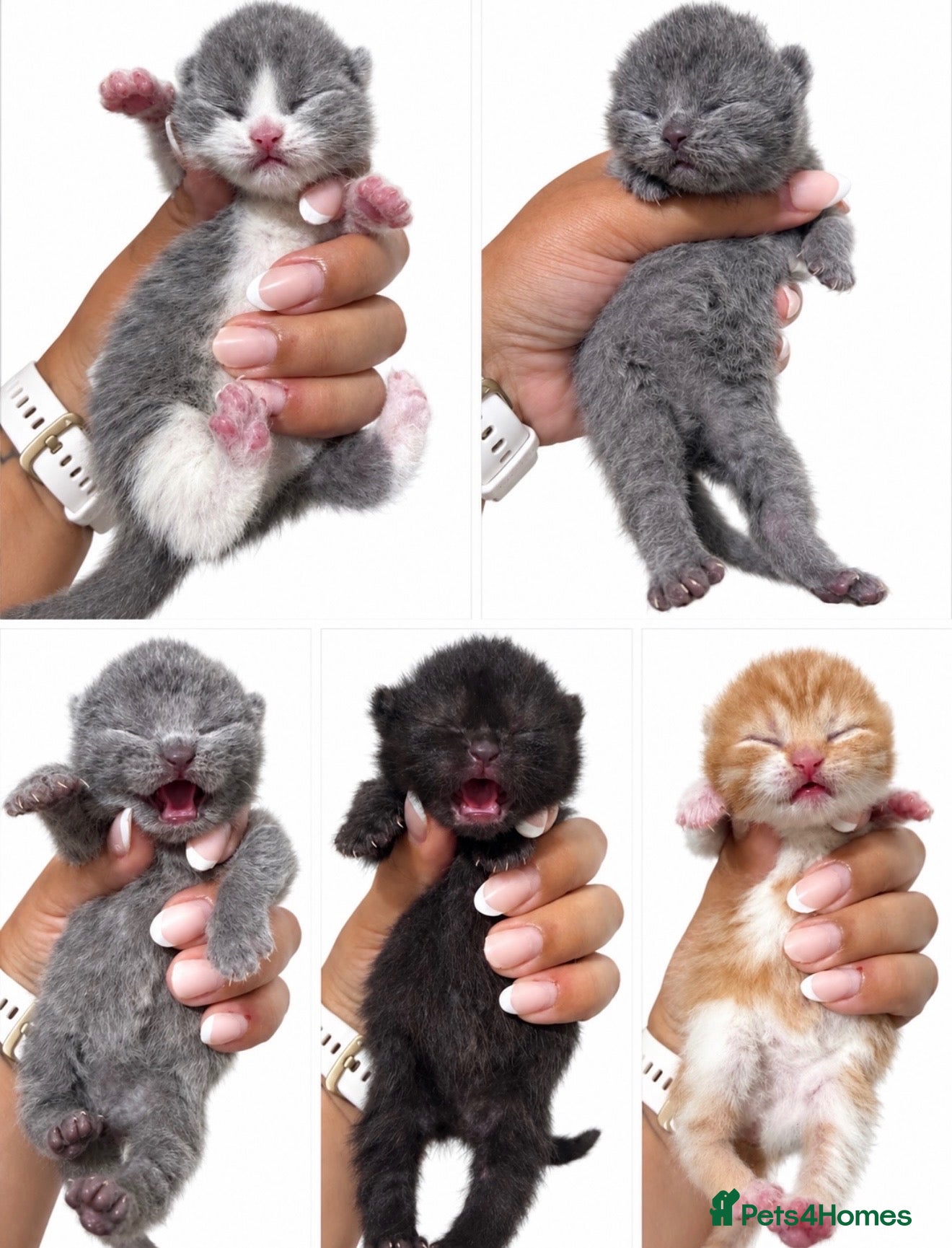 British Shorthair cats Exceptional quality British shorthair kittens  - Advert 1