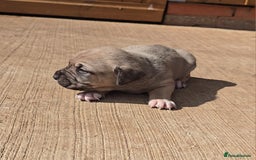 Cane Corso dogs for sale: Beautiful Italian Mastiff available - Image 18