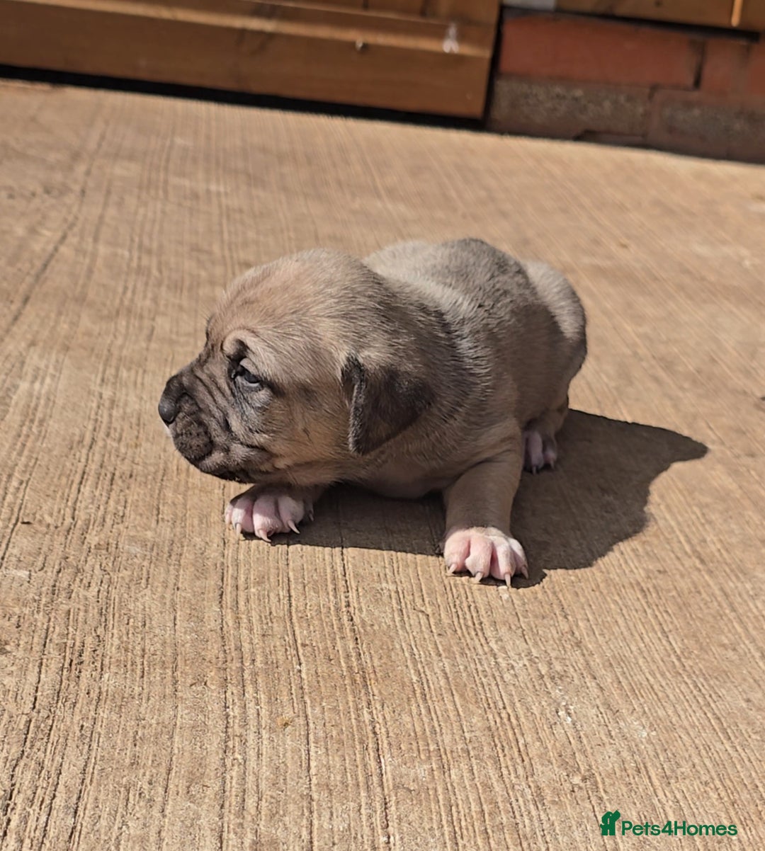 Cane Corso dogs for sale: Beautiful Italian Mastiff available - Image 18