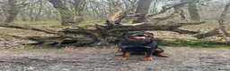 Rottweiler dogs for stud: Male Rottweiler STUD - Advert 2