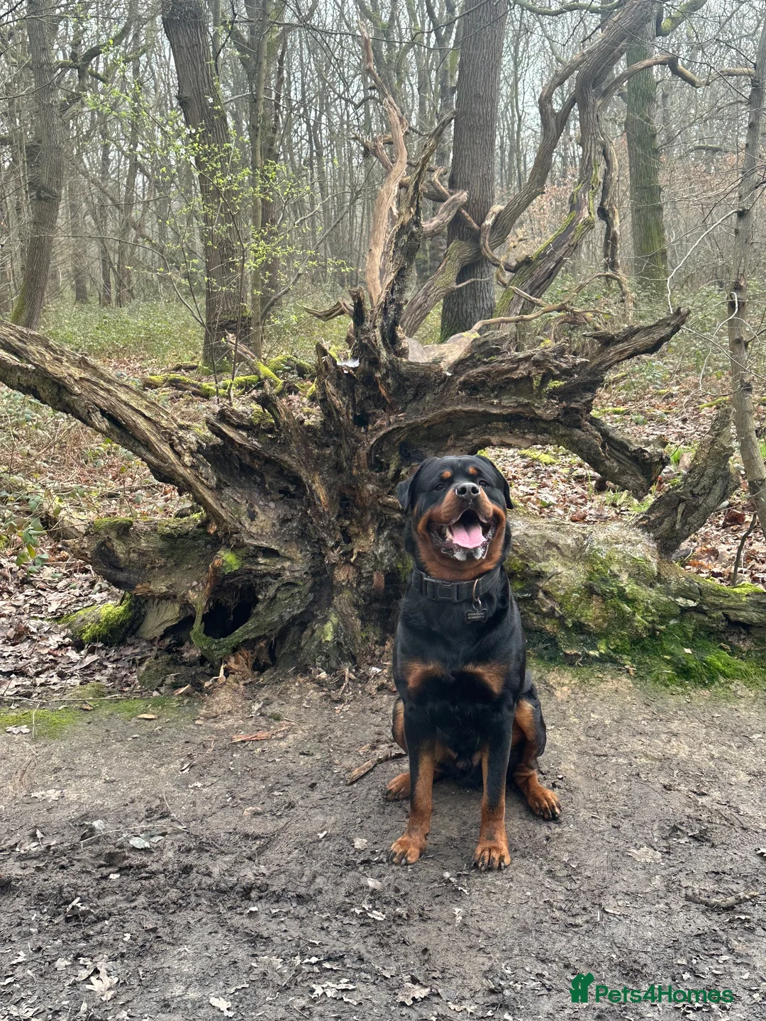 Rottweiler dogs for stud: Male Rottweiler STUD - Advert 2