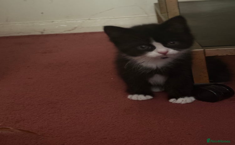 Mixed Breed cats - Advert 1