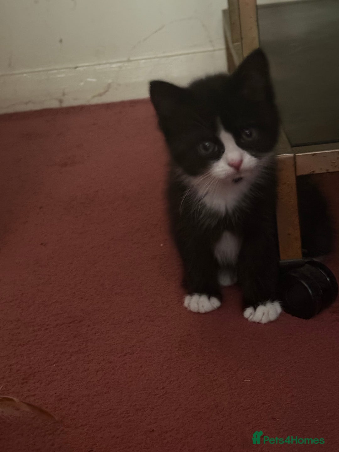 Mixed Breed cats for sale: Fluffy half Persian kitten - Image 1