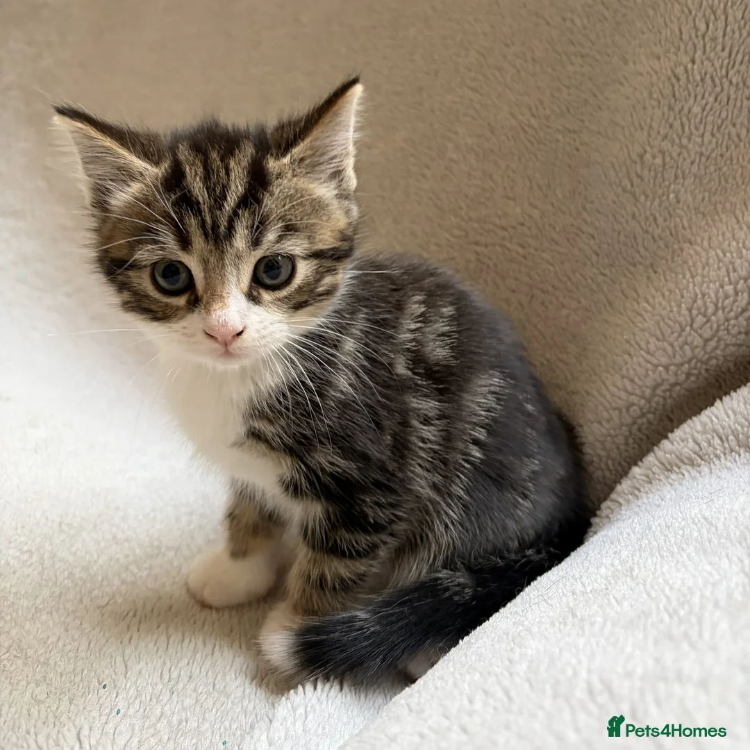 Mixed Breed cats for sale: Adorable Kittens Looking for Their Forever Home - Advert 27