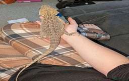 Bearded Dragon reptiles for sale: 11 month old Bearded dragon for rehoming  - Image 7