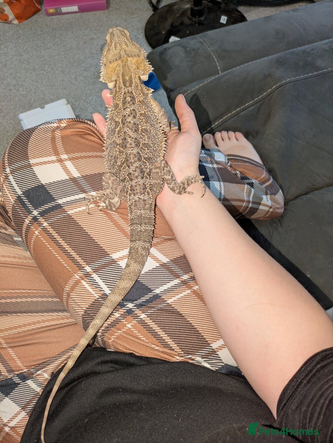 Bearded Dragon reptiles for sale: 11 month old Bearded dragon for rehoming  - Image 7