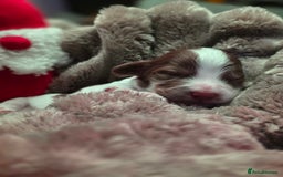 Cockapoo dogs for sale: ✨ Beautiful F2 Multi-Gen Cockapoo Puppies 4 Left - Image 14