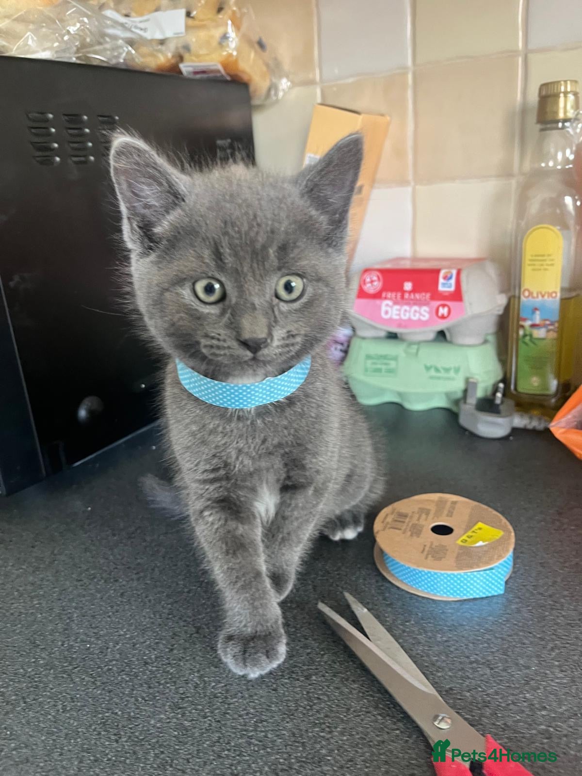Mixed Breed cats Stunning Kittens Ready Now - Advert 1