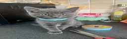 Mixed Breed cats for sale: Stunning Kittens Ready Now - Advert 1