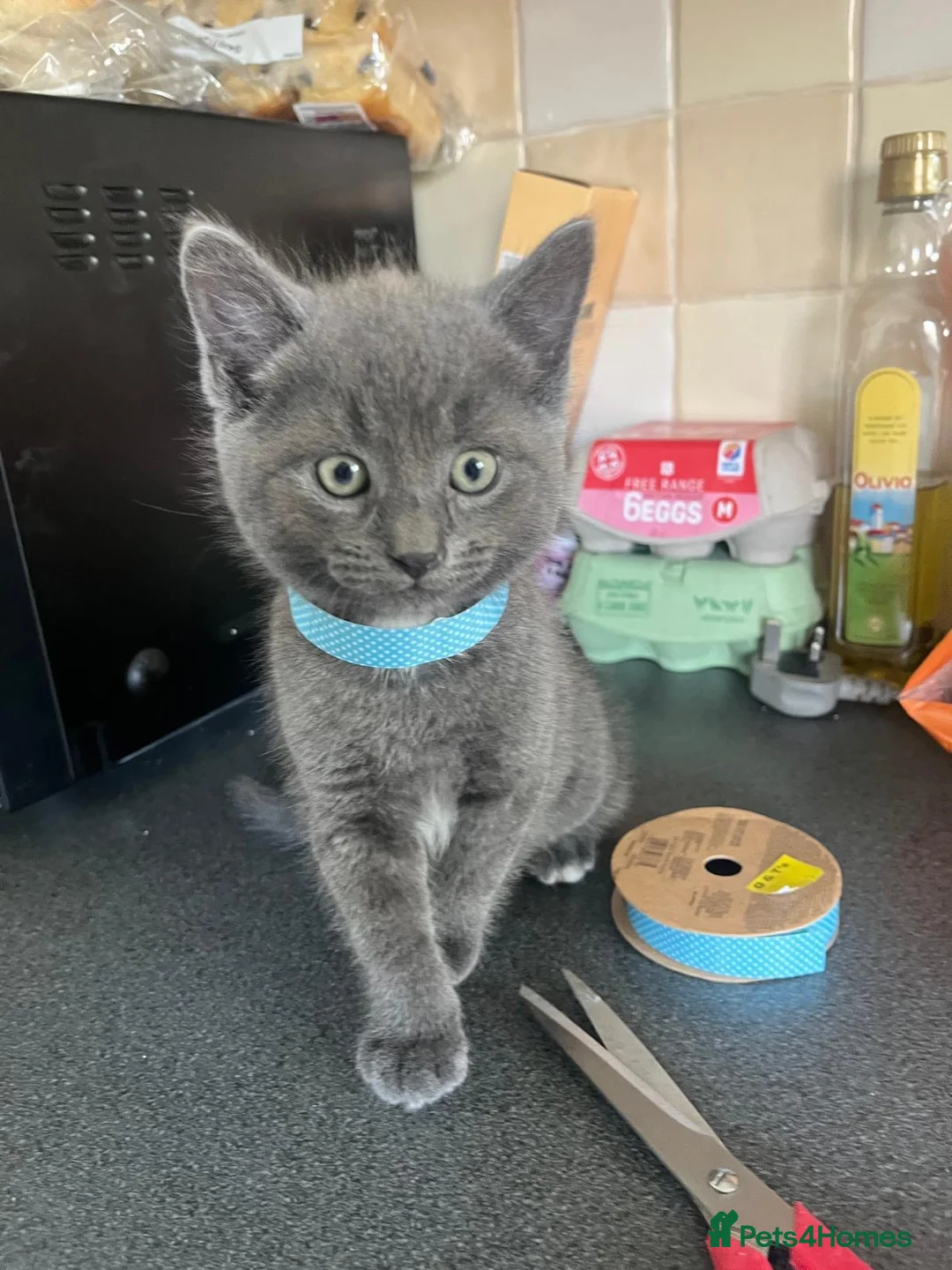 Mixed Breed cats for sale: Stunning Kittens Ready Now - Advert 1