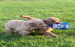 Golden Retriever dogs for sale: KC Registered Golden Retriever Puppies - Image 15