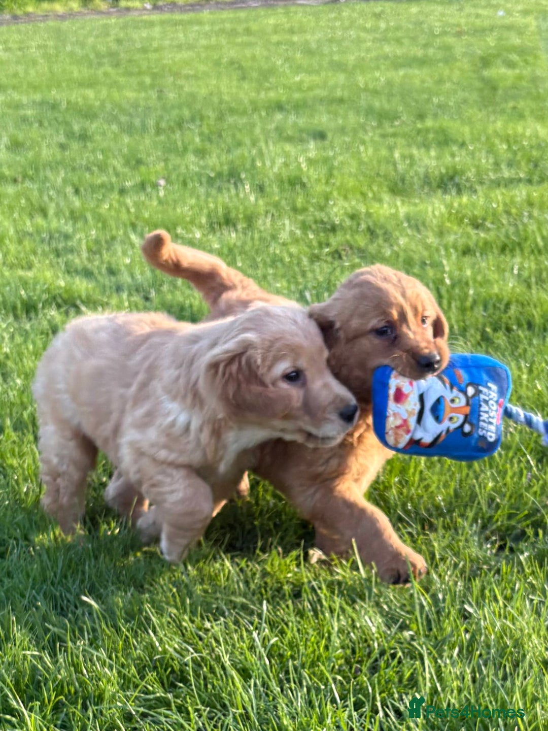 Golden Retriever dogs for sale: KC Registered Golden Retriever Puppies - Image 15
