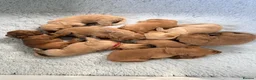 Labradoodle dogs for sale: Perfect fox red medium Labradoodles  - Advert 7