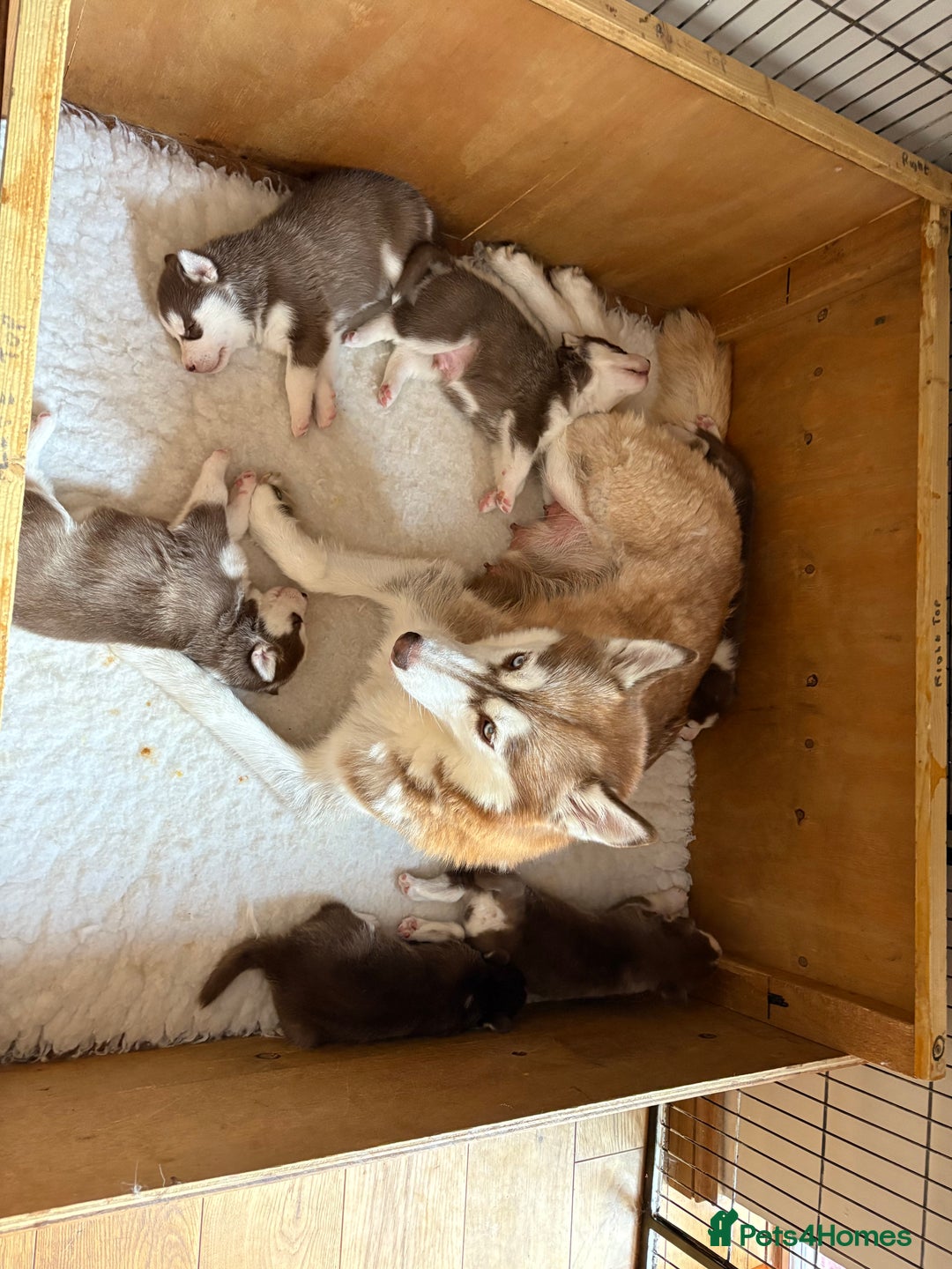 Siberian Husky dogs for sale: Red puppies - Image 9