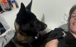 Mixed Breed dogs for sale: Snoop - Border Collie X German Shepherd  - Image 14