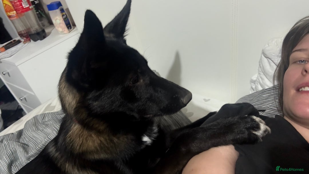 Mixed Breed dogs for sale: Snoop - Border Collie X German Shepherd  - Image 14