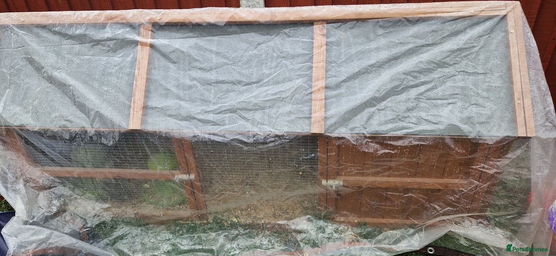 Quail poultry for sale: Quails with set up  - Image 3