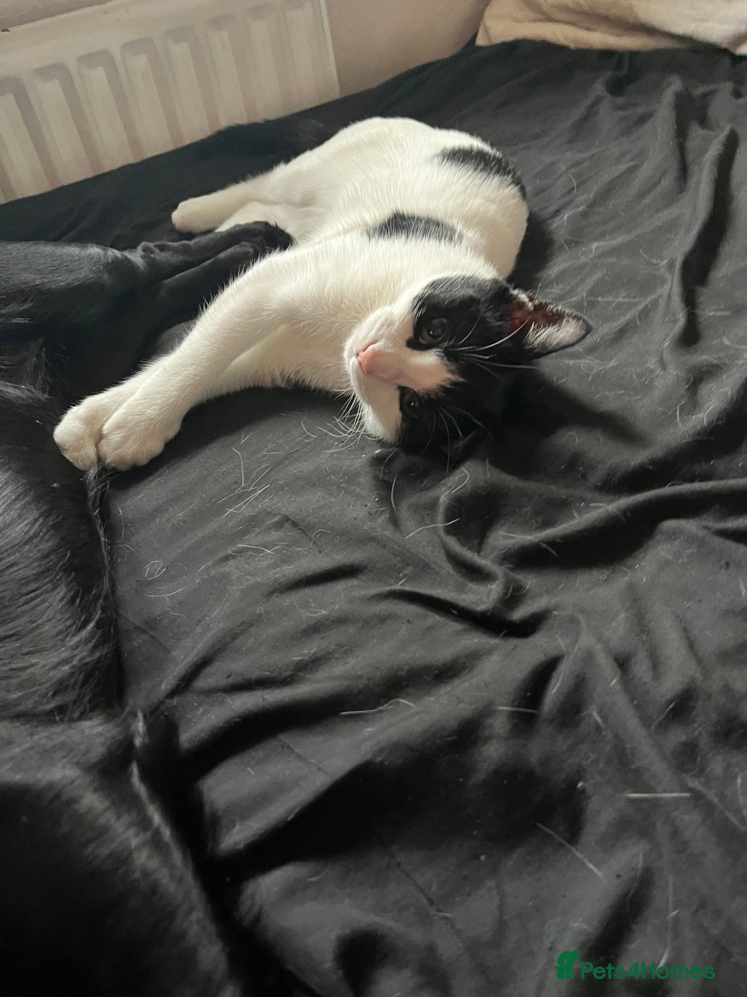 Mixed Breed cats for sale: Female cat for sale - Advert 2