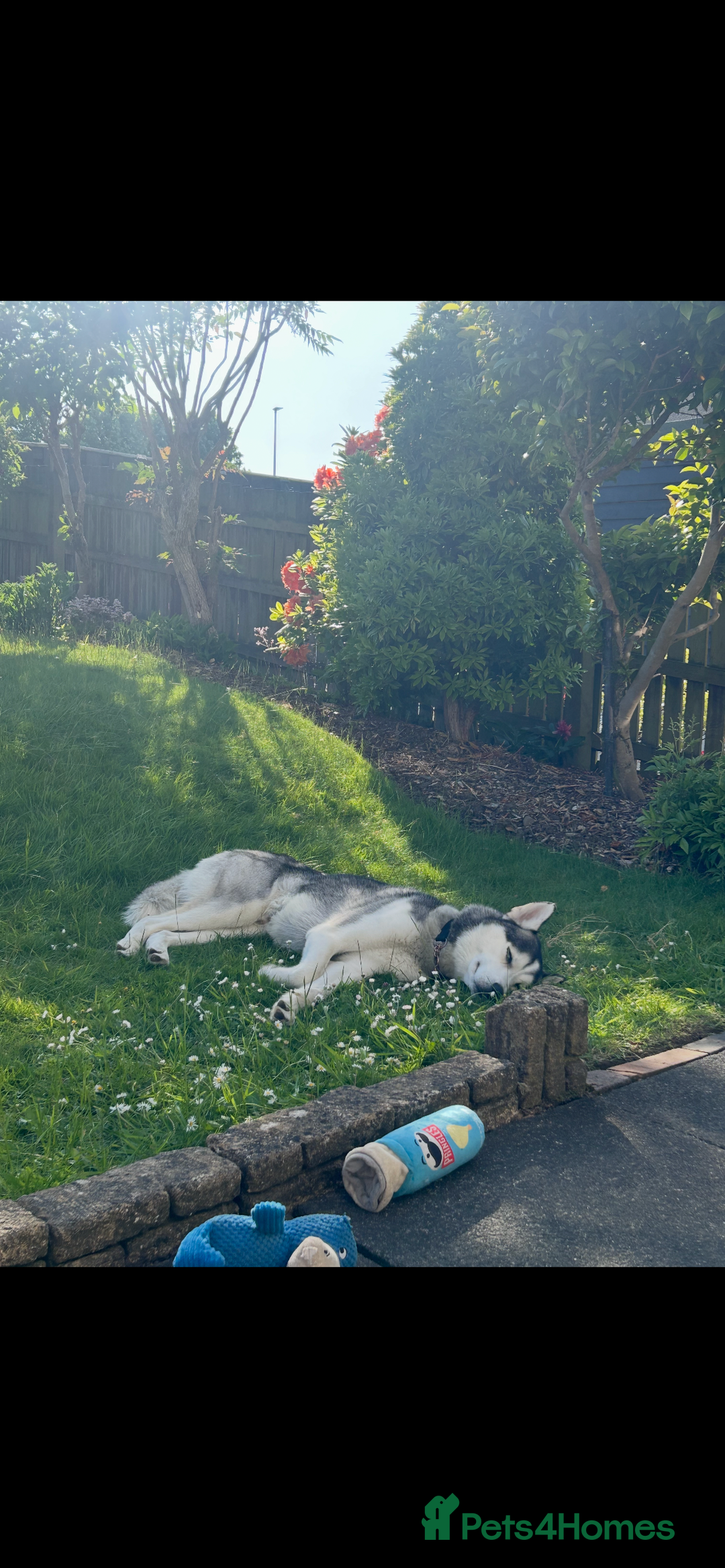 Siberian Husky dogs for sale: Husky pups 1 beautiful girl & 1 handsome boy left. - Image 17