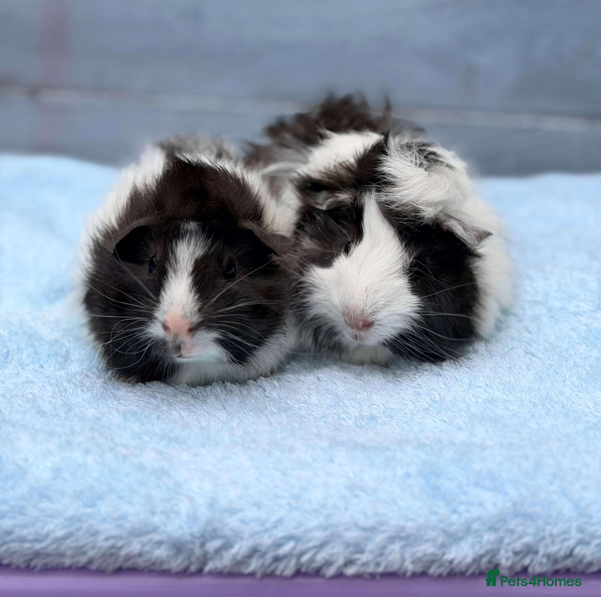 Guinea Pig rodents Two Funky Haired Baby Brothers - Advert 16