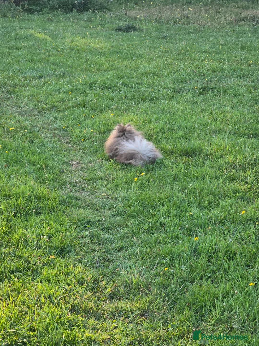 Pomeranian dogs for sale: Lilac RKC registered pomeranian male in Sevenoaks - Advert 2