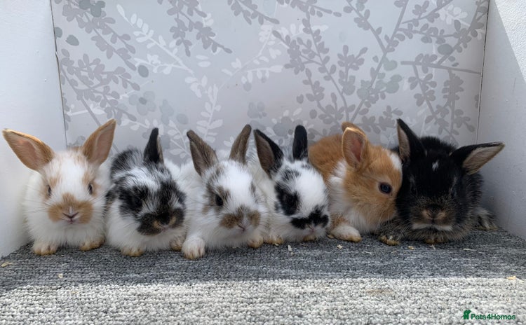 Mini Lop rabbits - Advert 4