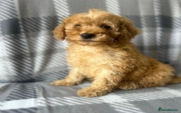 Miniature Poodle dogs for sale: Small size beautiful perfect poodle babys - Image 3