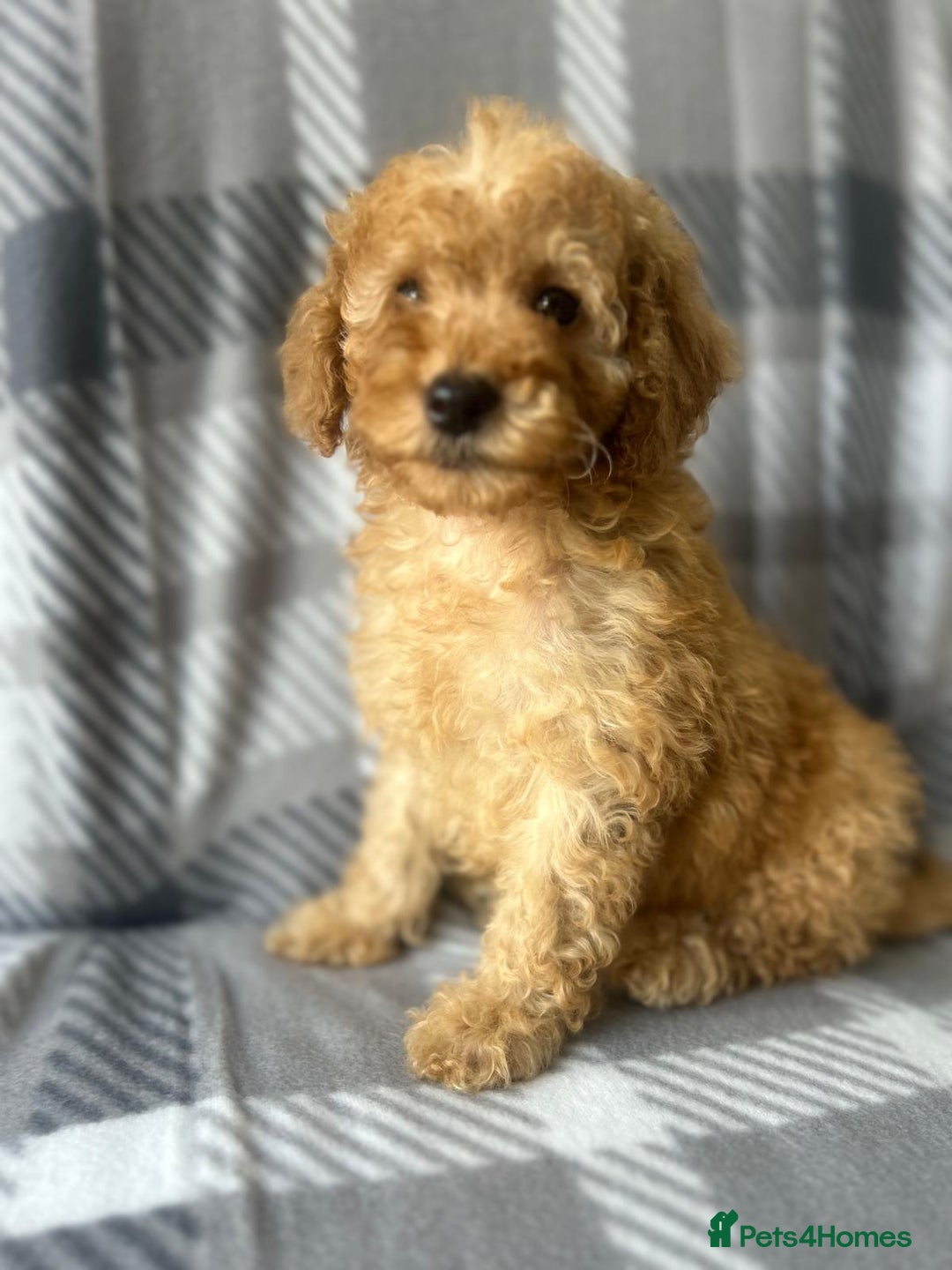 Miniature Poodle dogs for sale: Small size beautiful perfect poodle babys - Image 3