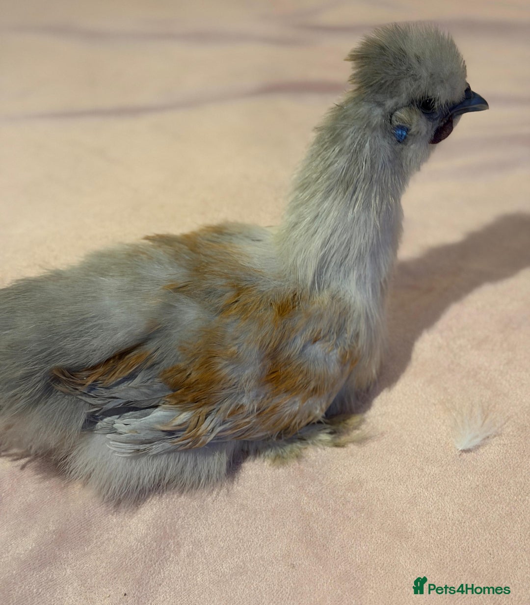 Chickens poultry for sale: 4 beautiful silkie chickens  - Advert 6