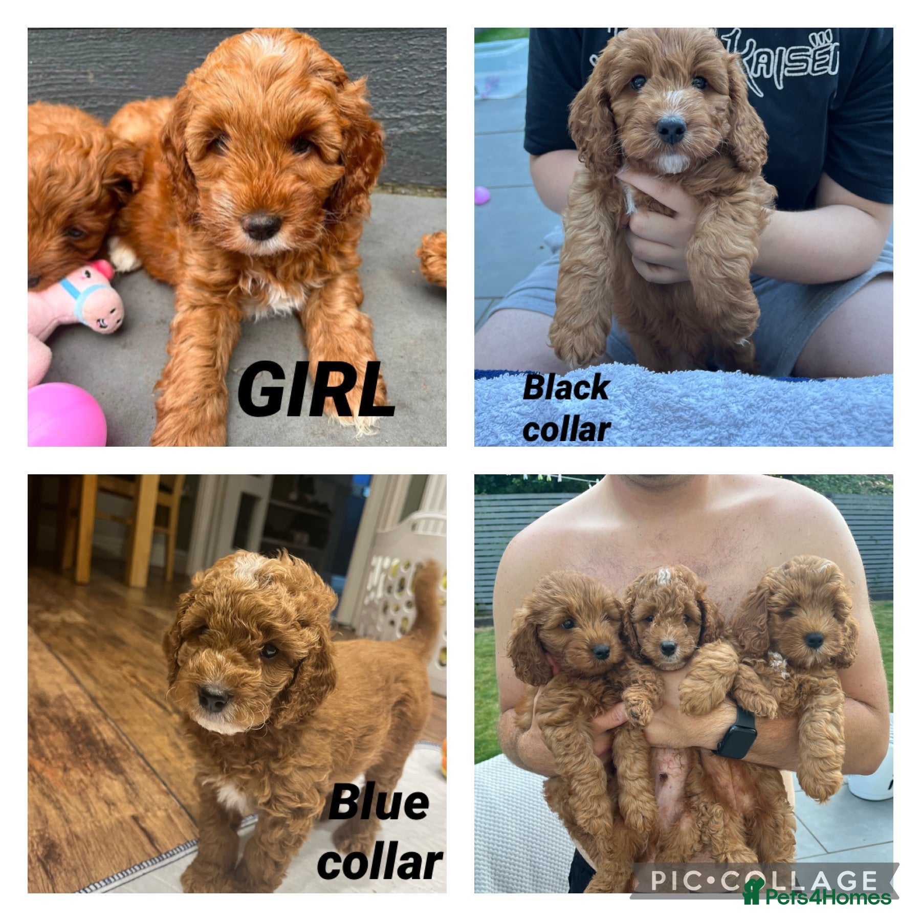 Cockapoo dogs Gorgeous Cockapoo Puppies - Advert 1