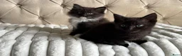 Ragdoll cats for sale: Half ragdoll kittens  - Advert 12