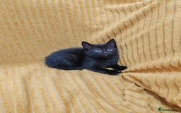 Mixed Breed cats for sale: Half Maine Coon kittens VIDEOS - Image 18