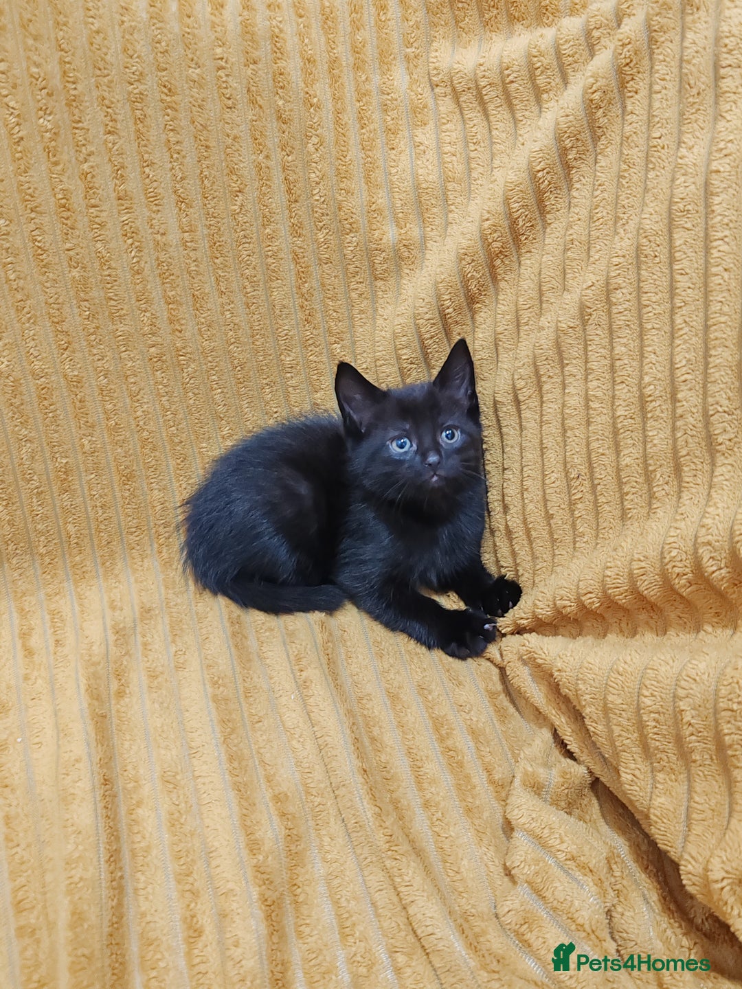 Mixed Breed cats for sale: Half Maine Coon kittens VIDEOS - Image 18