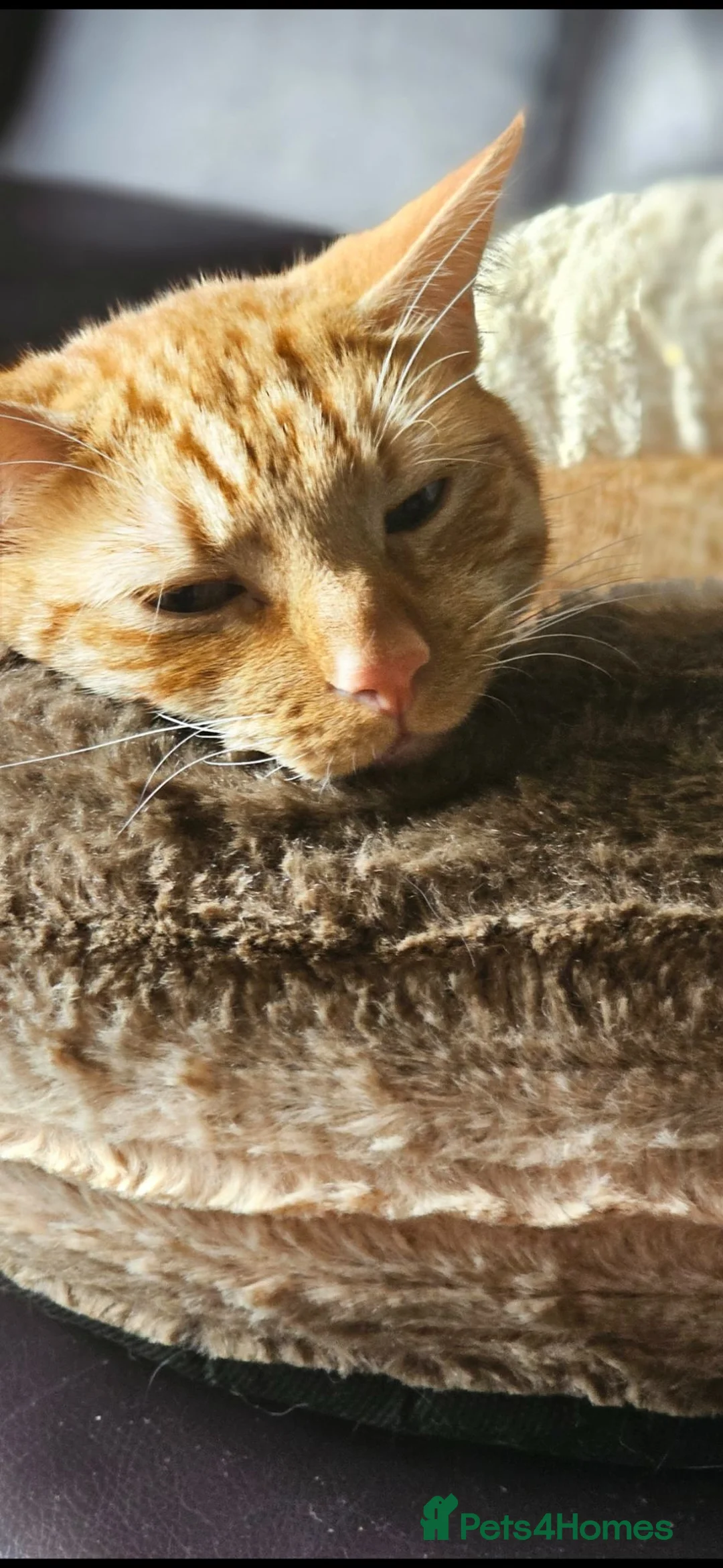 Mixed Breed cats for sale: Beautiful 3 year old Ginger Cat - Advert 3