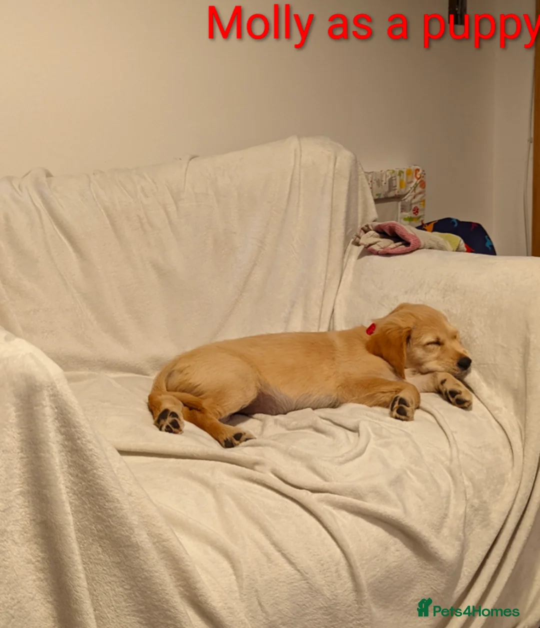 Golden Retriever dogs for sale: Kennel Club Registered Golden Retriever Puppies  - Advert 17