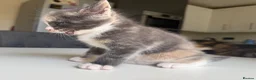 Maine Coon cats for sale: TORTOISESHELL MAINE COON X KITTENS - Advert 12