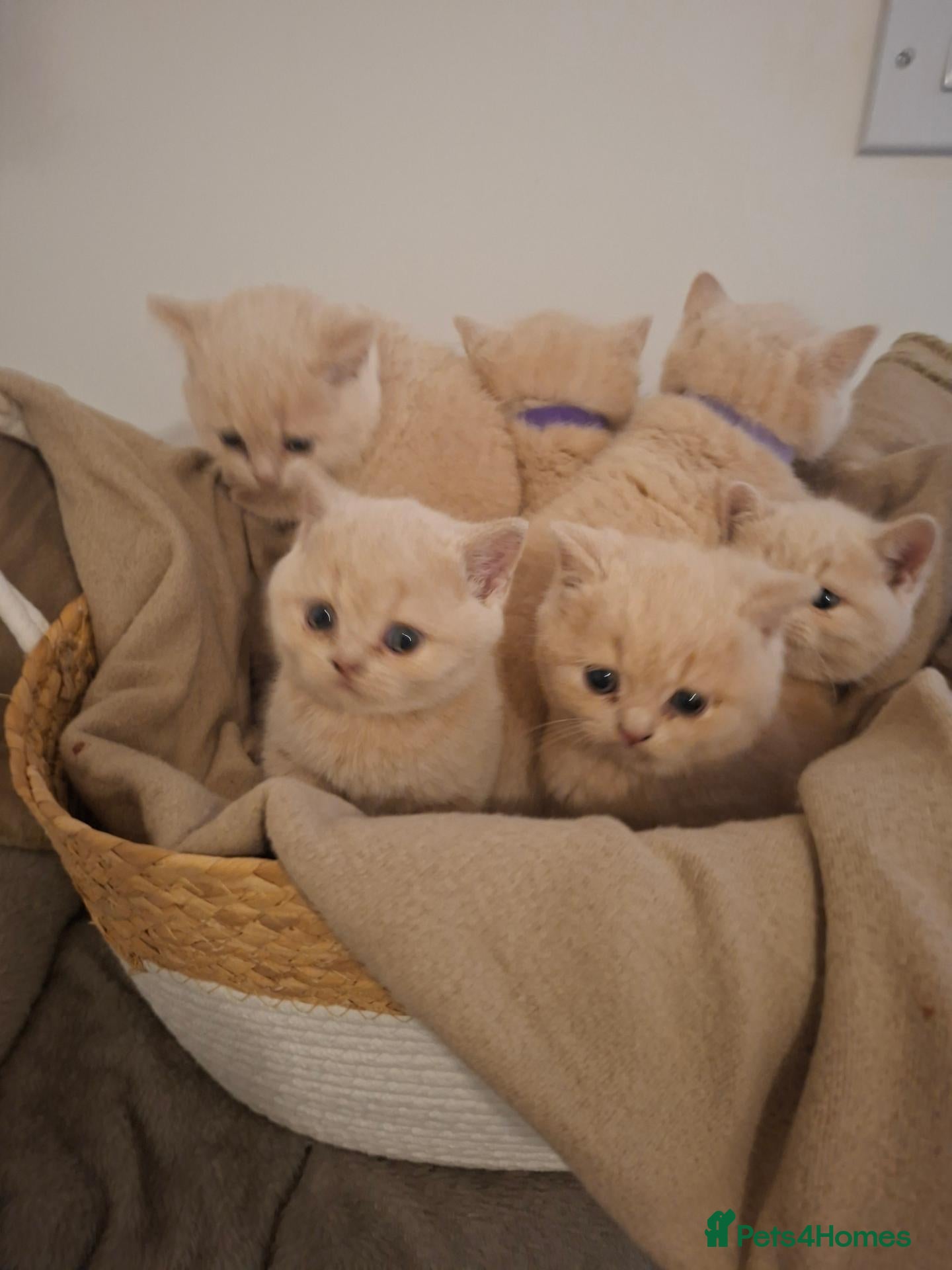 British Shorthair cats Stunning Chunky GCCF British Shorthair Kittens - Advert 1