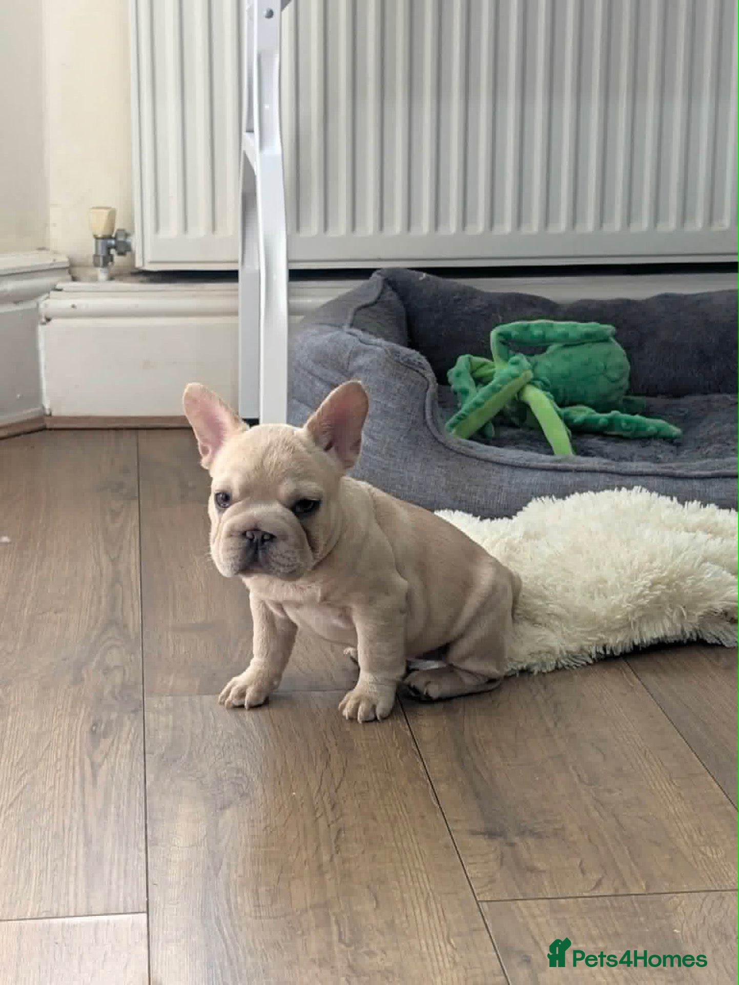 French Bulldog dogs  French bulldog puppies/Health Tested Parent - Advert 2