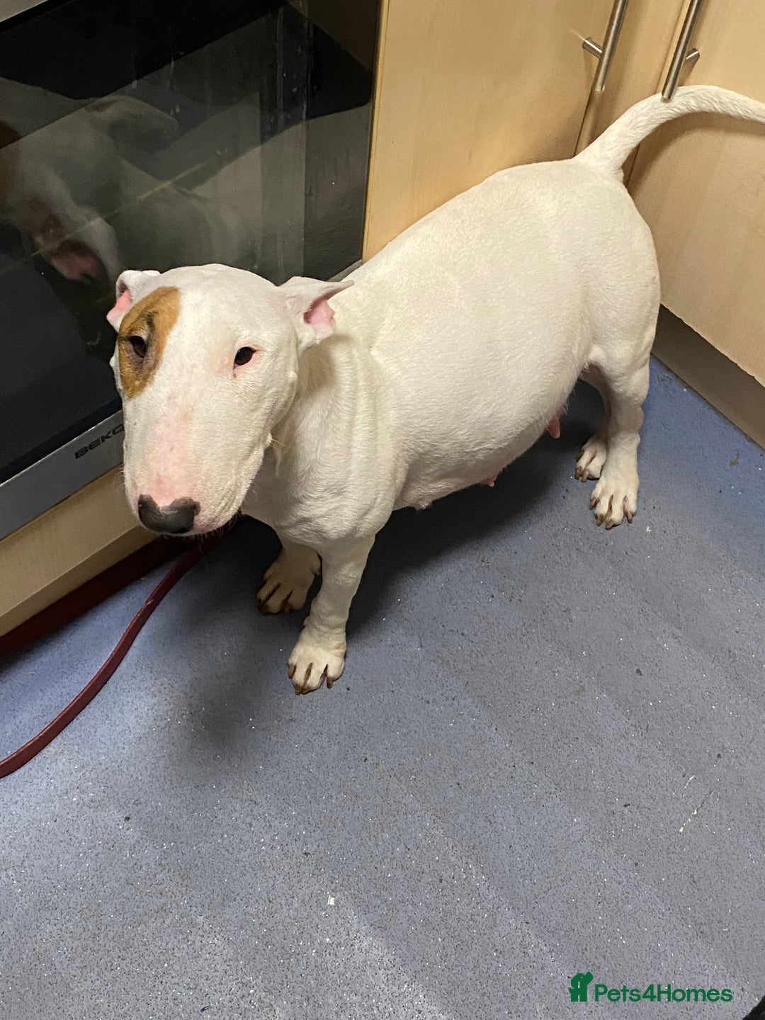 English Bull Terrier dogs for sale: English bull terrier puppies  - Advert 2