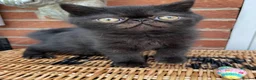 Exotic cats for sale: 💙Beautiful Exotic Shorthair Boy Kittens💙 - Advert 23