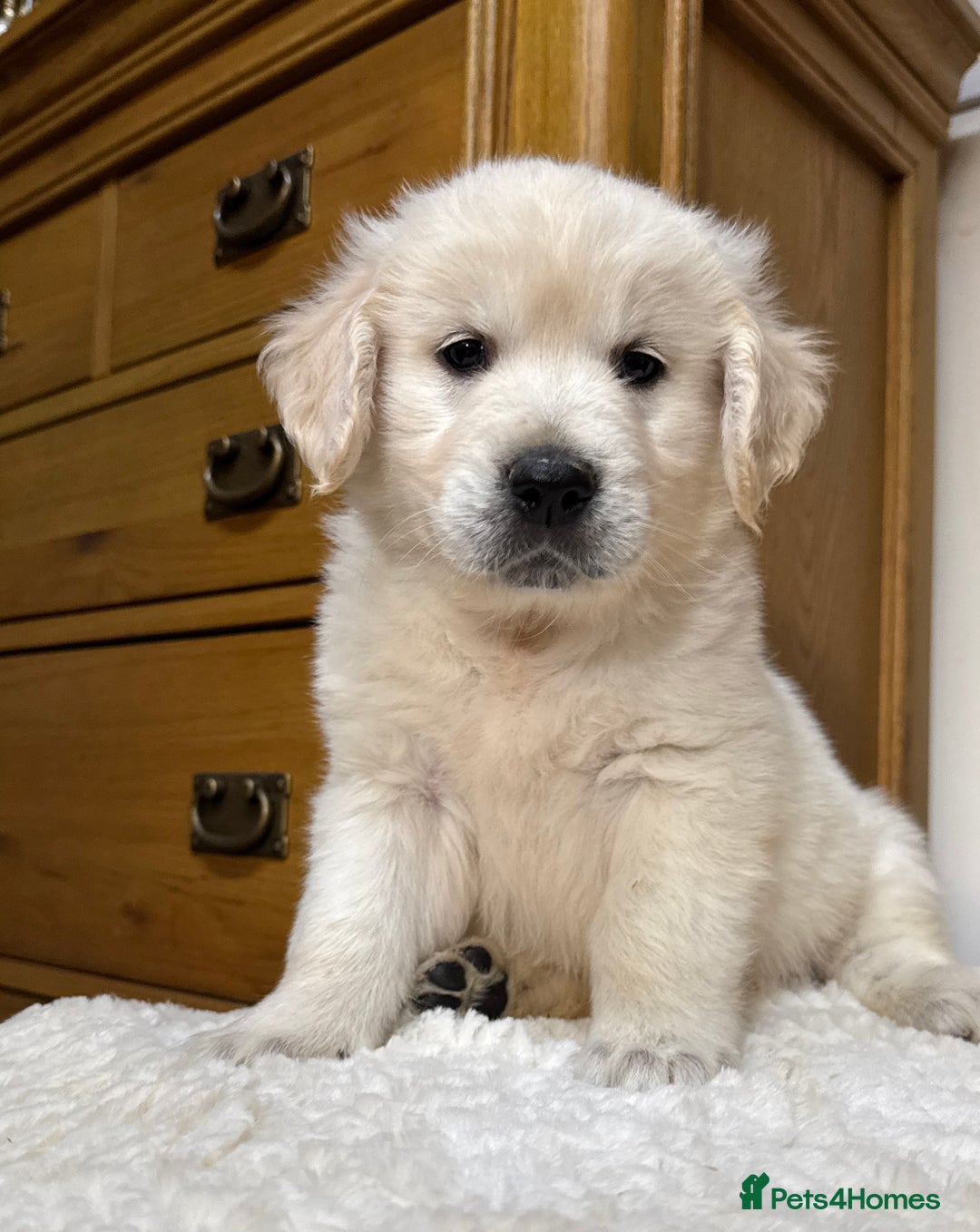Golden Retriever dogs for sale: Out of DNA tested, kind & Champion bloodlines - Image 4