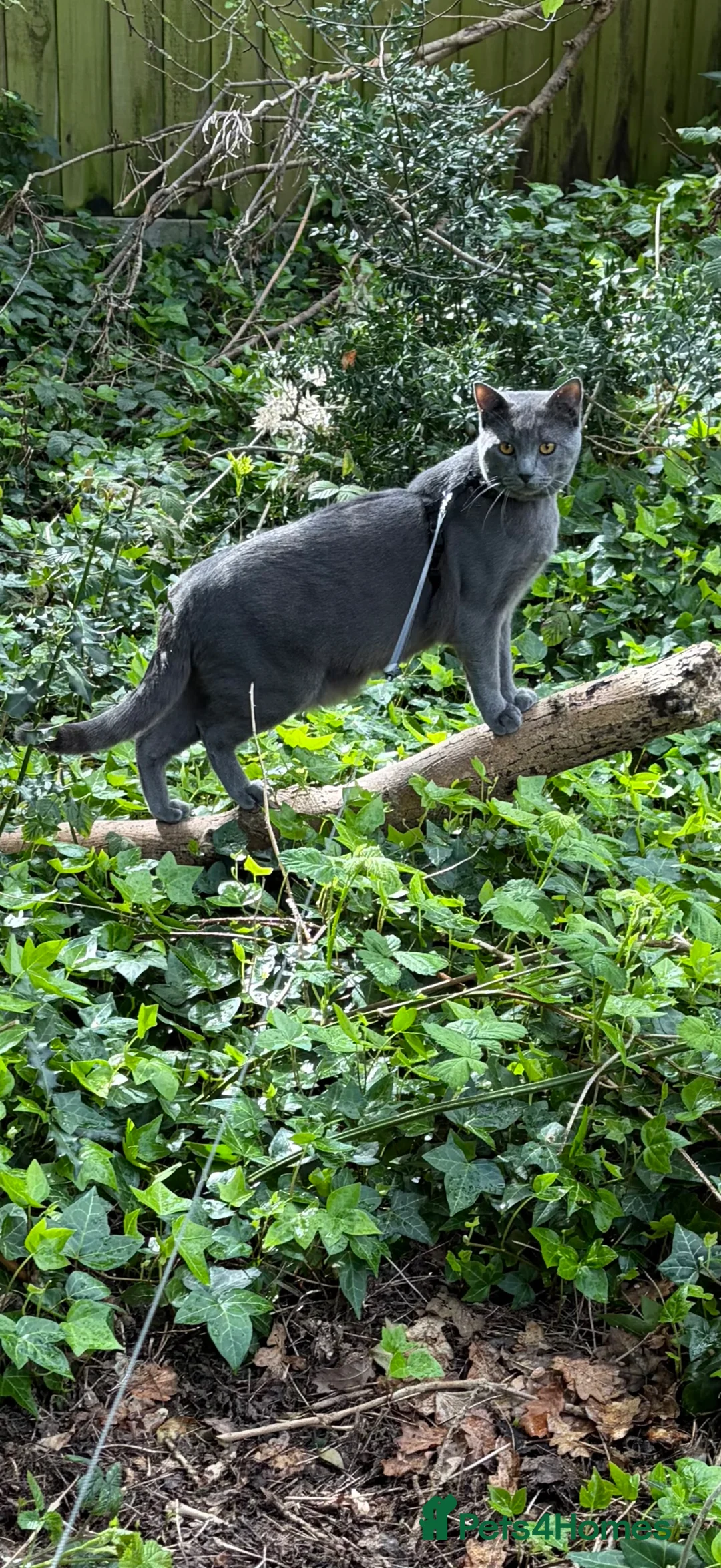 Chartreux cats for sale: Adorable highly intelligent male Chartreux in Bracknell - Advert 2