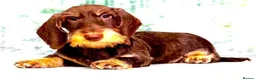 Dachshund dogs for sale: Standard Wire Haired Dachshunds  in Malvern - Advert 20