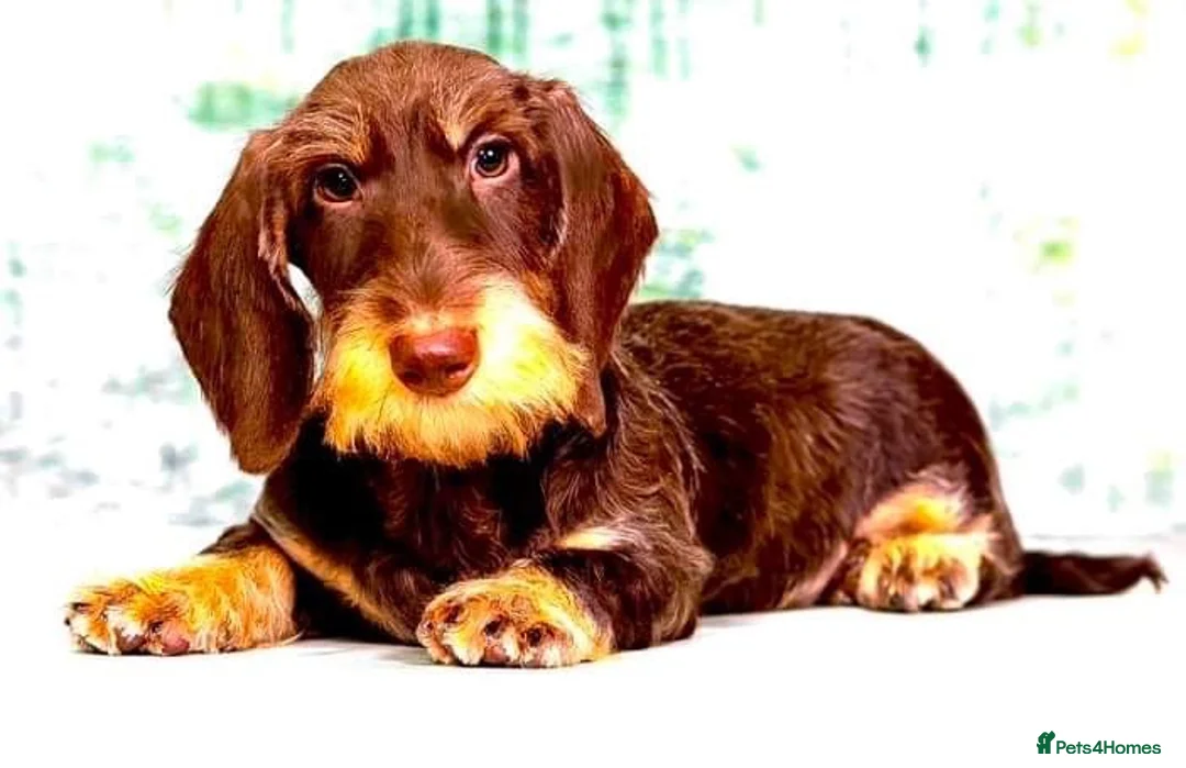 Dachshund dogs for sale: Standard Wire Haired Dachshunds  in Malvern - Advert 20