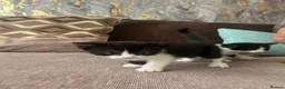 British Shorthair cats for sale: British shorthair kittens  - Advert 8