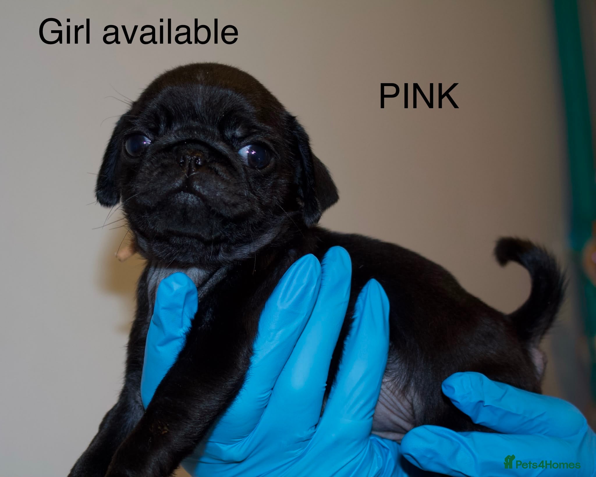 Pug dogs Stunning litter of kc pug puppies - Advert 5