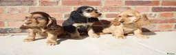 Cocker Spaniel dogs for sale: Kennel Club Registered Show Type Cocker puppies - Advert 12